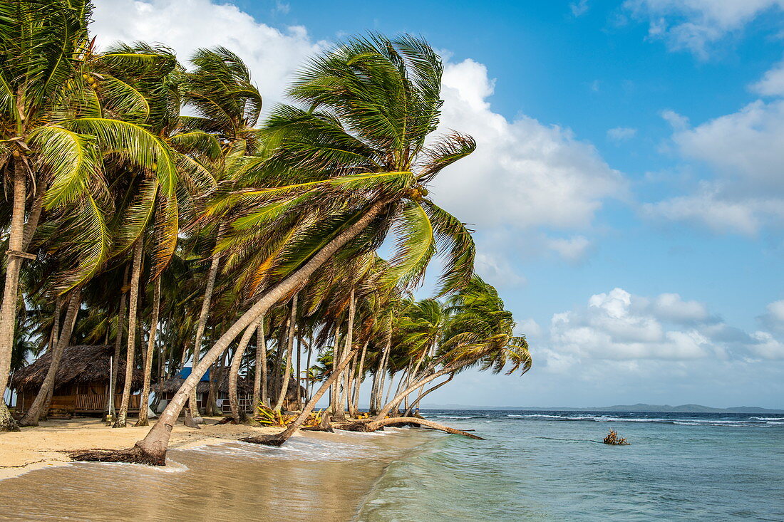 Palmen säumen einen schmalen, sonnigen Strand, San Blas Inseln, Panama, Karibik
