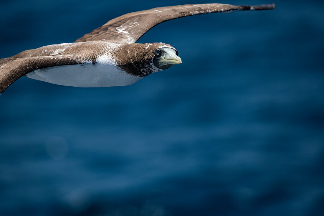 A juvenile masked gannet (Sula dactylatra) flies next to an expedition cruise ship at sea, near Colombia, Caribbean