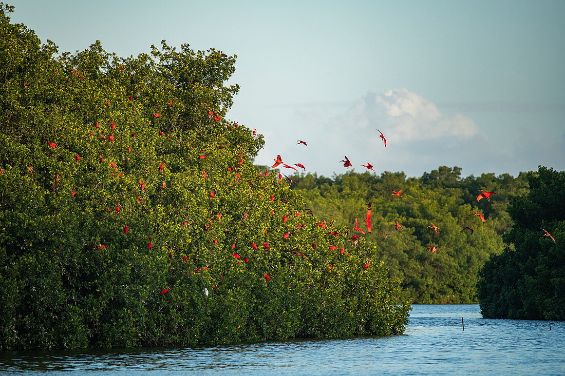 A group of scarlet ibises (Eudocimus ruber) returns in the late afternoon to their quarters between mangrove trees, Caroni Bird Sanctuary, Trinidad, Trinidad and Tobago, Caribbean