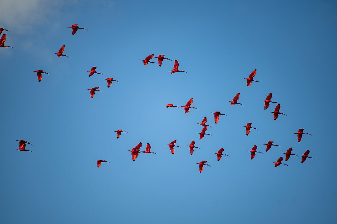 Scharlach-Ibisse (Eudocimus ruber) fliegen vor blauem Himmel, Caroni Vogelschutzgebiet, Trinidad, Trinidad und Tobago, Karibik