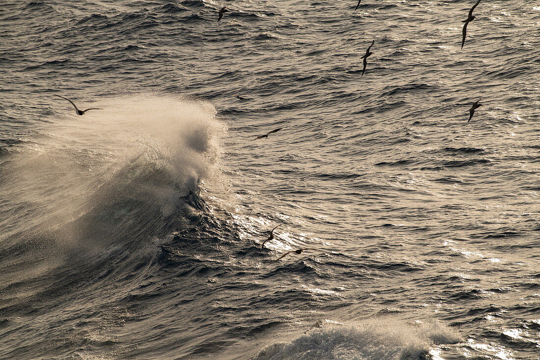 A strong wind catches the spray of a wave while seabirds fly over the sea, Atlantic Ocean, near Panama, Central America