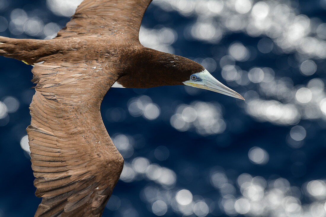 A brown gannet (Sula leucogaster) flies next to an expedition cruise ship, Atlantic Ocean, near Panama, Central America
