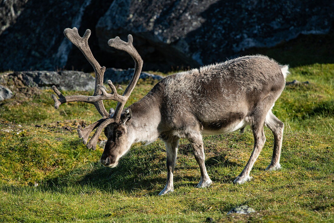 Mountain reindeer (Rangifer tarandus tarandus) runs across a carpet of grasses between rugged rocks, Alkhornet, Isfjord, Spitsbergen, Norway, Europe