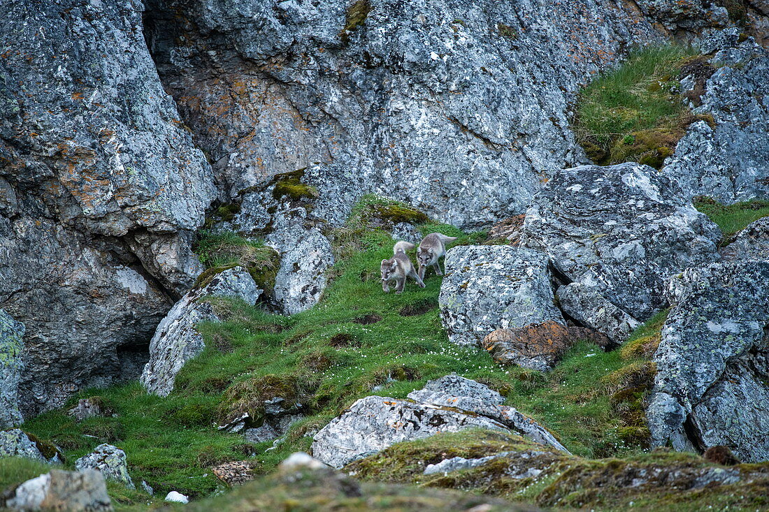 Junge Polarfüchse (Vulpes lagopus) tummeln sich zwischen schroffen Felsen in der Nähe ihrer Höhle, Alkhornet, Isfjord, Spitzbergen, Norwegen, Europa