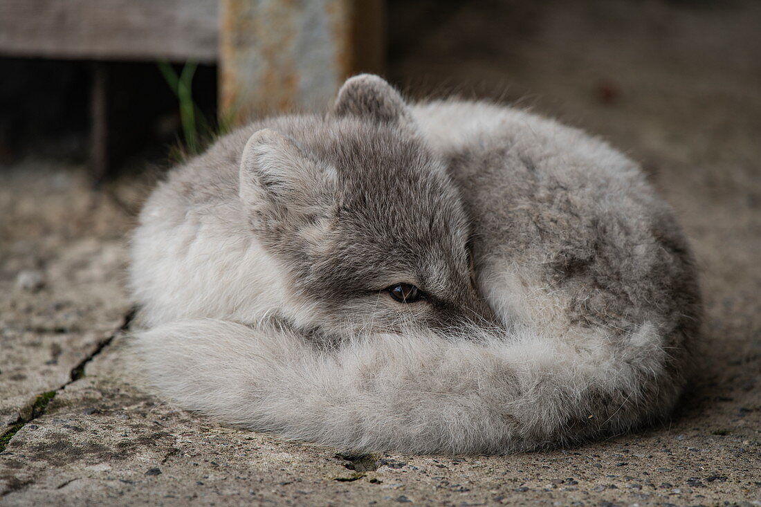 An arctic fox (Vulpes lagopus) rests next to the bar and hotel of this former coal mining town, where it occasionally receives snacks, pyramids, Billefjord, Spitsbergen, Norway, Europe