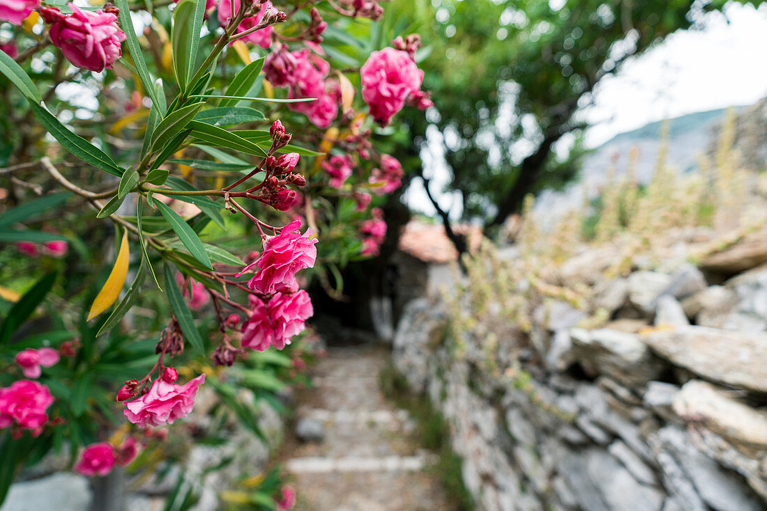 Flowers in Kastro, the old capital of Skiathos island, Greece