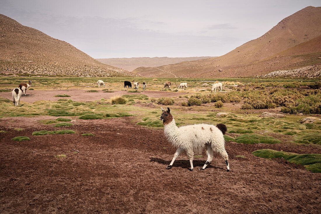 Lamas grasen auf Hochplateau „Altiplano“, Atacama Wüste, Region Antofagasta, Chile, Südamerika