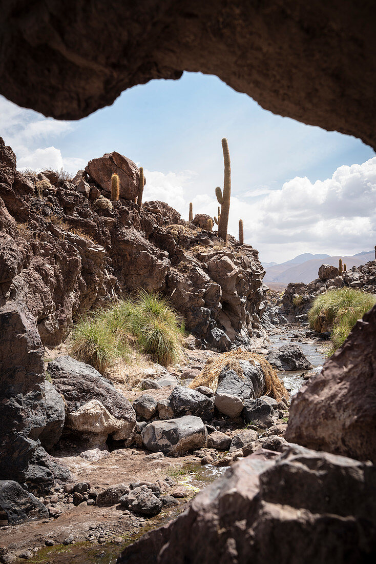Cacti in the Canon de Guatin, Atacama Desert, Antofagasta Region, Chile, South America