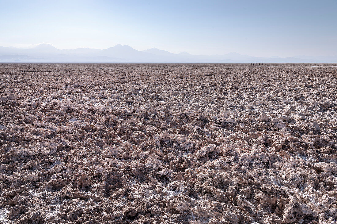 trockene Sole bei Laguna Chaxa, Salar de Atacama Wüste, Region Antofagasta, Chile, Südamerika