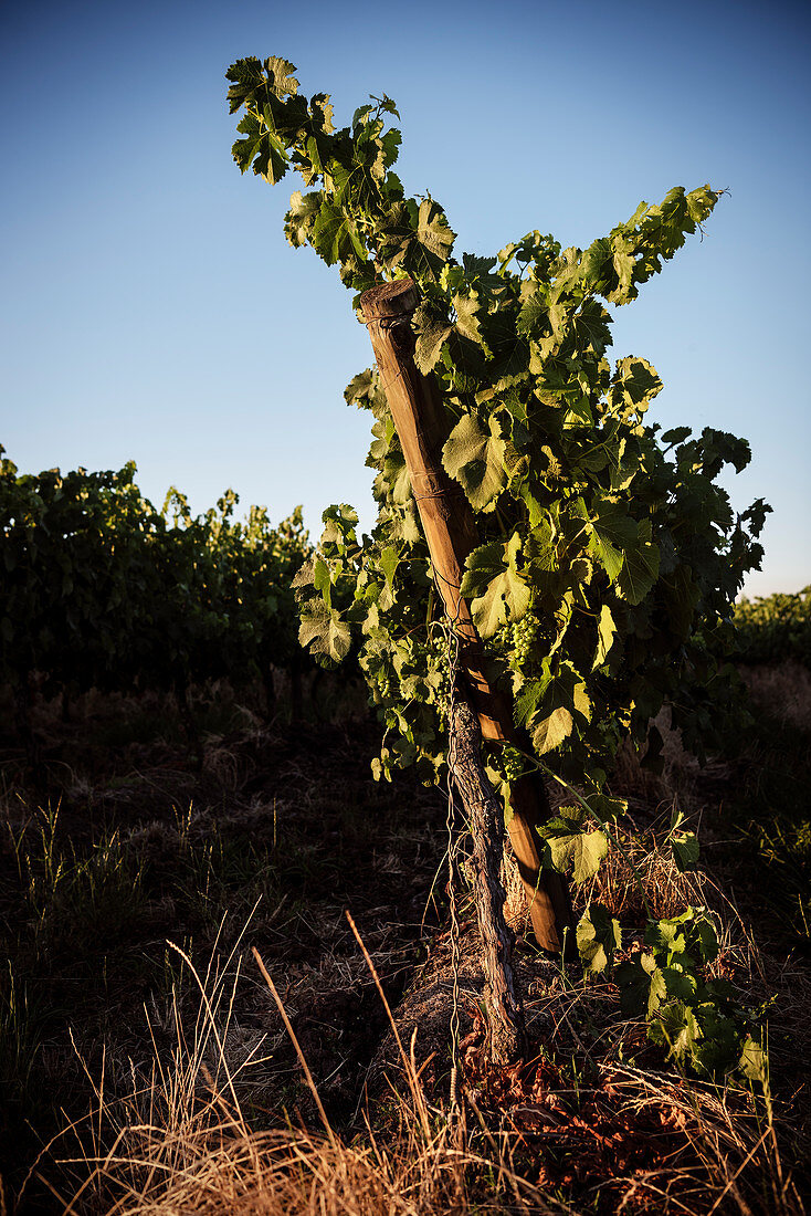 Wine vine in Santa Cruz, Colchagua Valley (wine growing area), Chile, South America