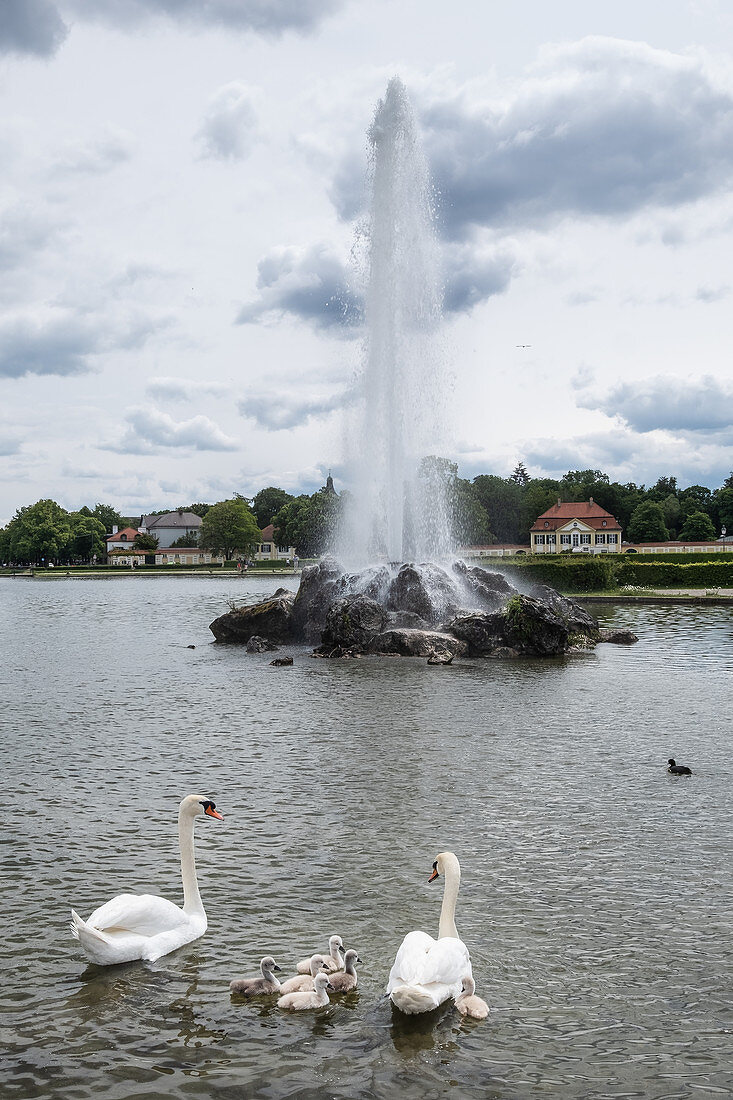 View of the fountain in front of Nymphenburg Palace, in the foreground a swan family, Munich, Bavaria, Germany, Europe