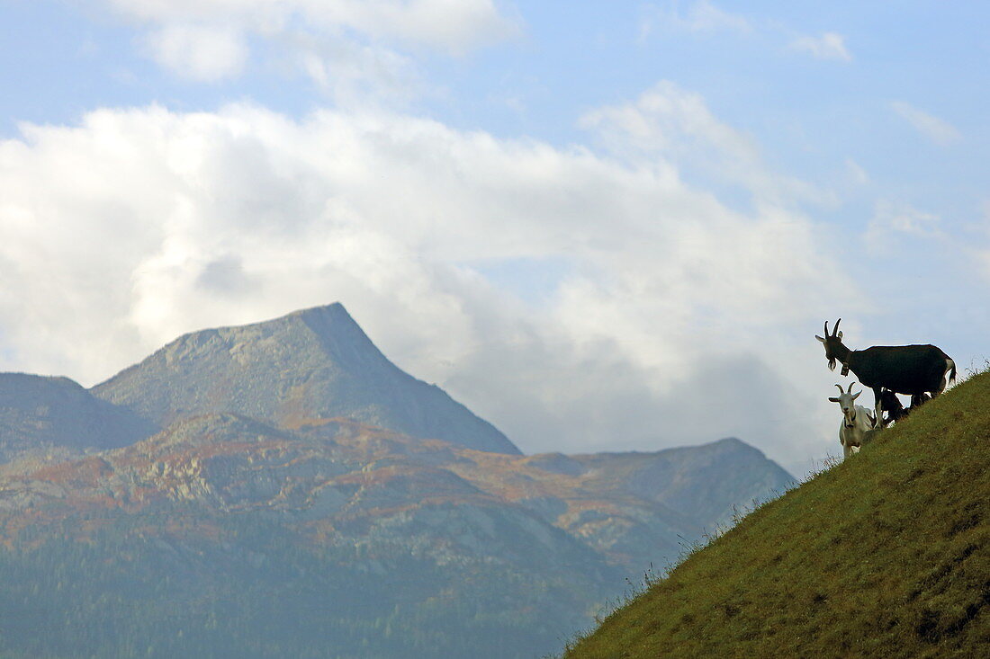 Ziegen auf Weide an der Via Spluga, bei Andeer, Graubünden