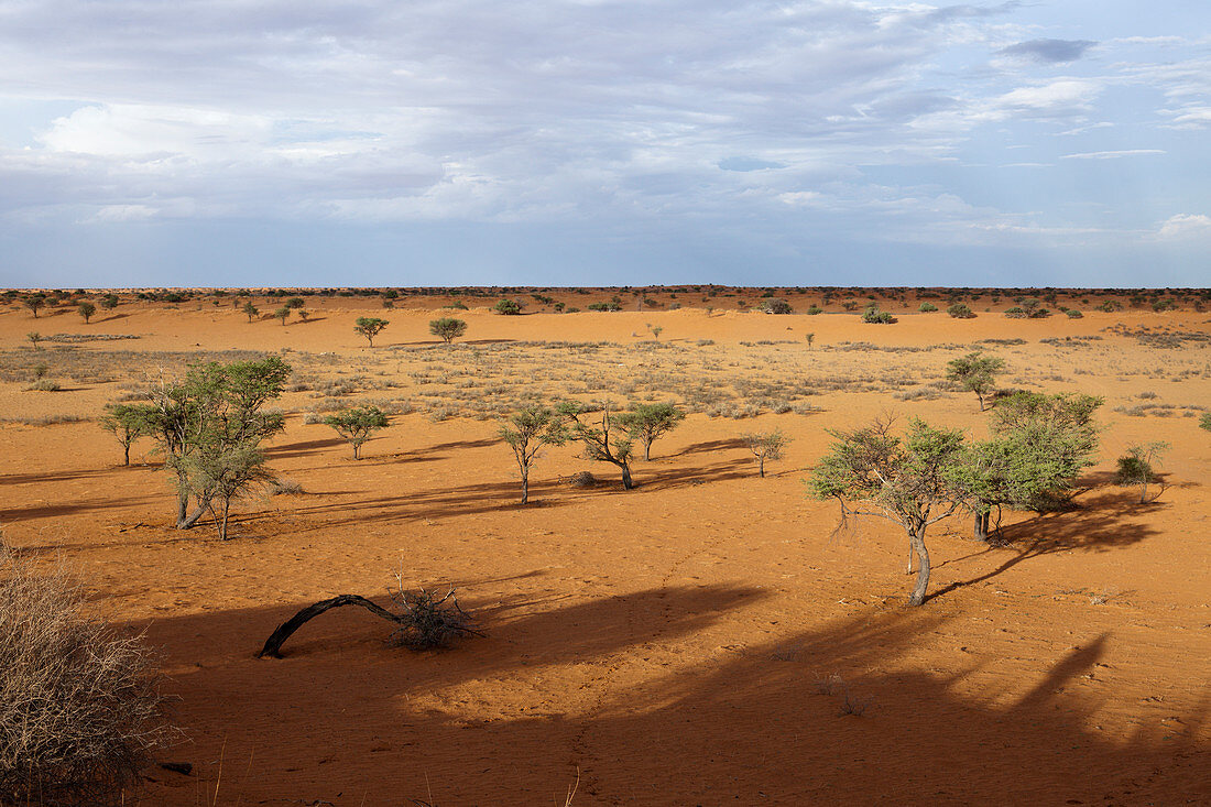 Landscape at Kalkrand, Kalahari Basin, Namibia