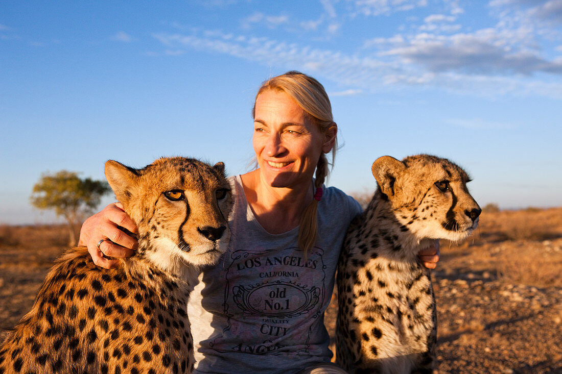 Tourist and tame young cheetah, Acinonyx jubatus, Kalahari Basin, Namibia