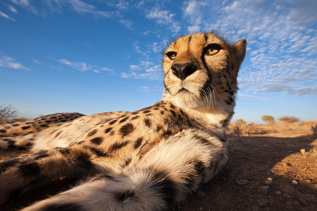 Male cheetah, Acinonyx jubatus, Kalahari Basin, Namibia
