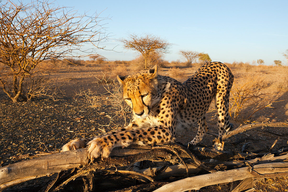 Männlicher junger Gepard, Acinonyx jubatus, Kalahari Becken, Namibia