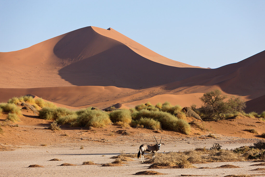 Spiessbock in Sossusvlei, Oryx gazella, Namib Naukluft Park, Namibia