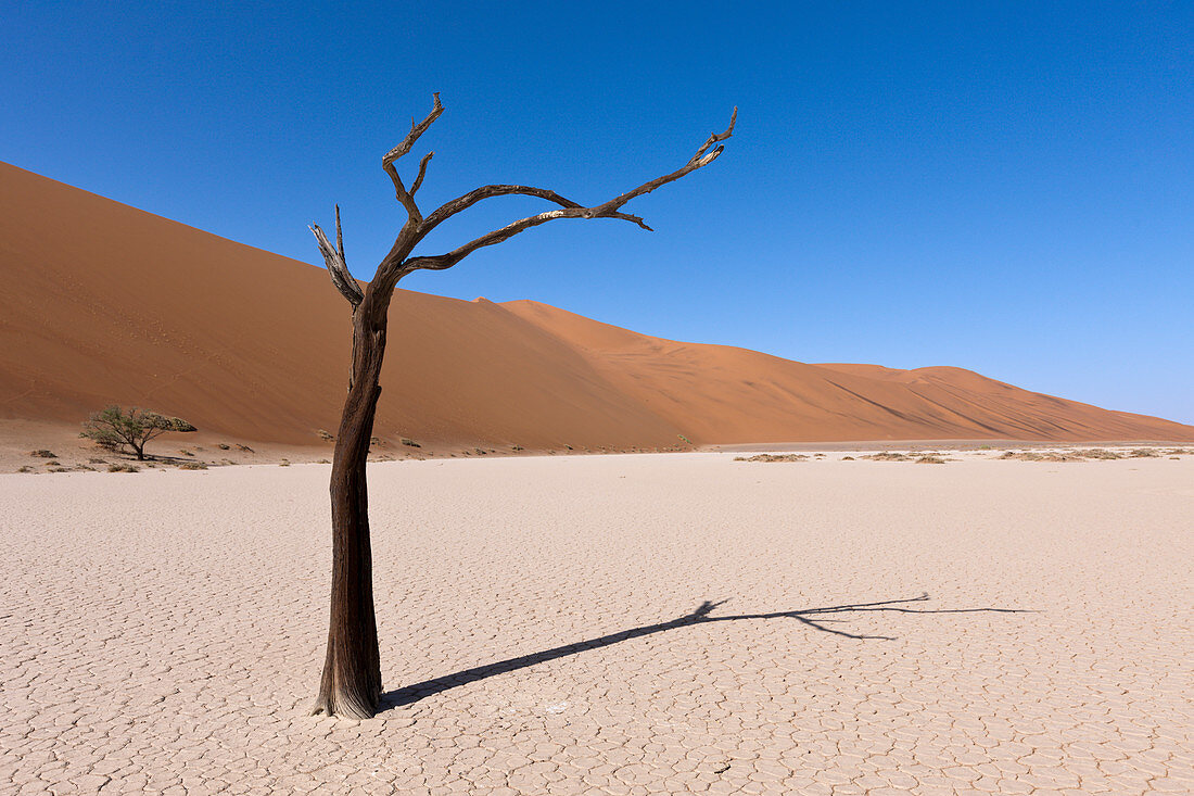 Dead acacia trees in Hiddenvlei, Namib Naukluft Park, Namibia