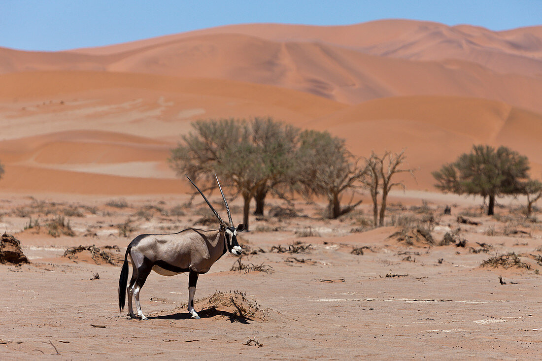 Gemsbok in Sossusvlei, Oryx gazella, Namib Naukluft Park, Namibia