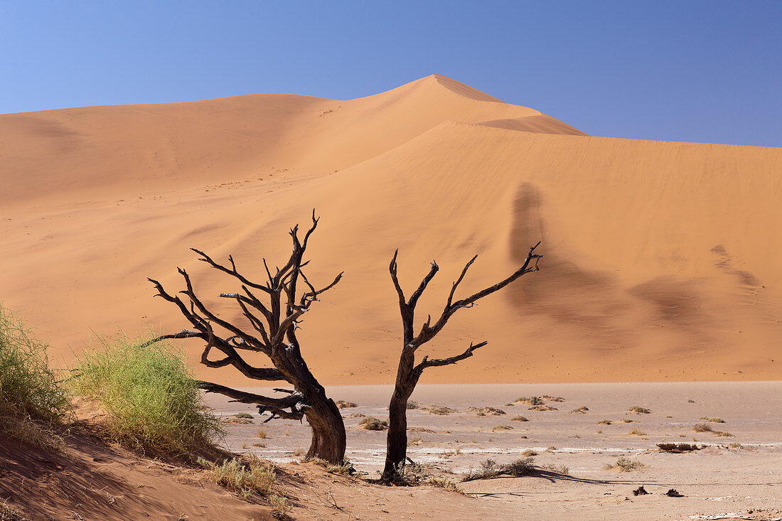 Tote Akazienbäume im Hiddenvlei, Namib Naukluft Park, Namibia