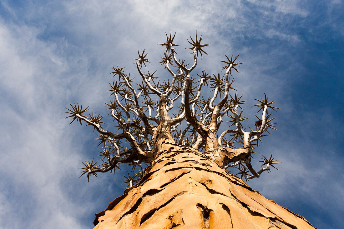 Krone eines Köcherbaum, Aloidendron dichotomum, Keetmanshoop, Namibia