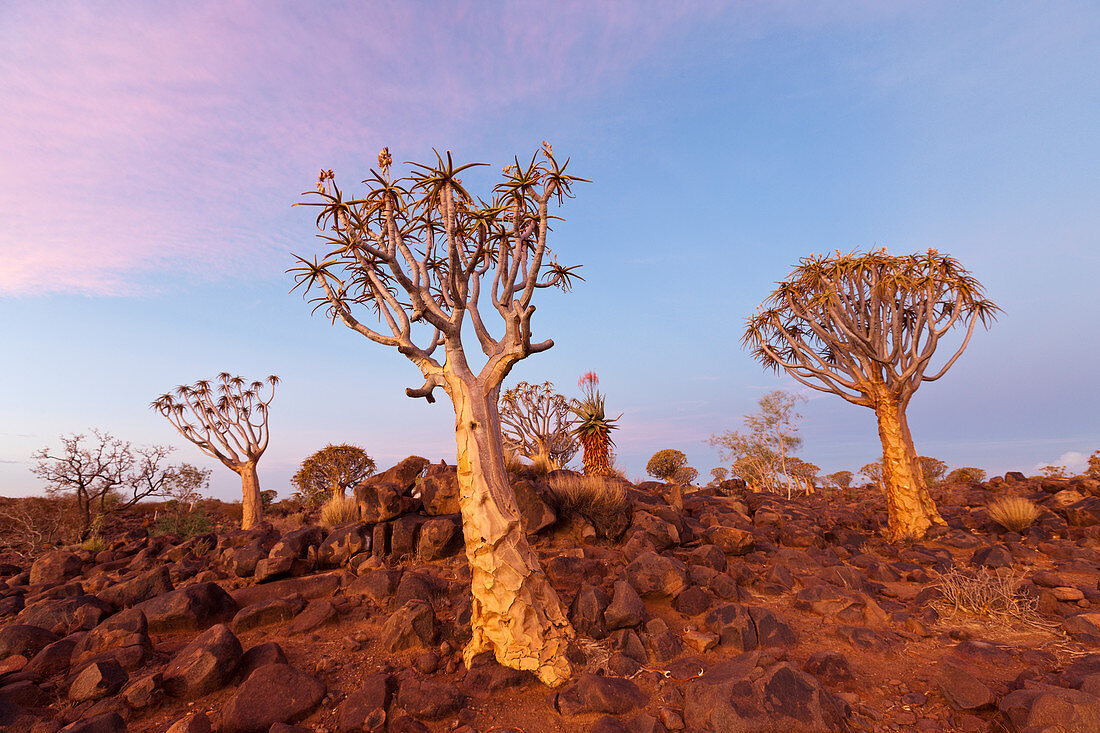 Köcherbaumwald bei Sonnenuntergang, Aloidendron dichotomum, Keetmanshoop, Namibia