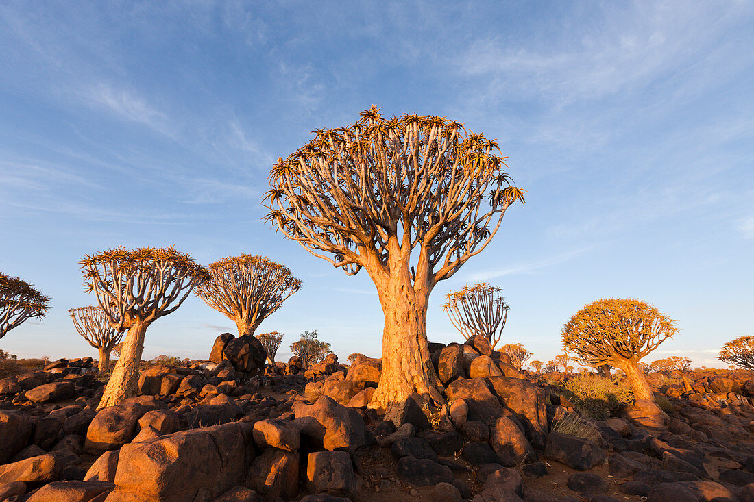 Köcherbaumwald bei Sonnenuntergang, Aloidendron dichotomum, Keetmanshoop, Namibia