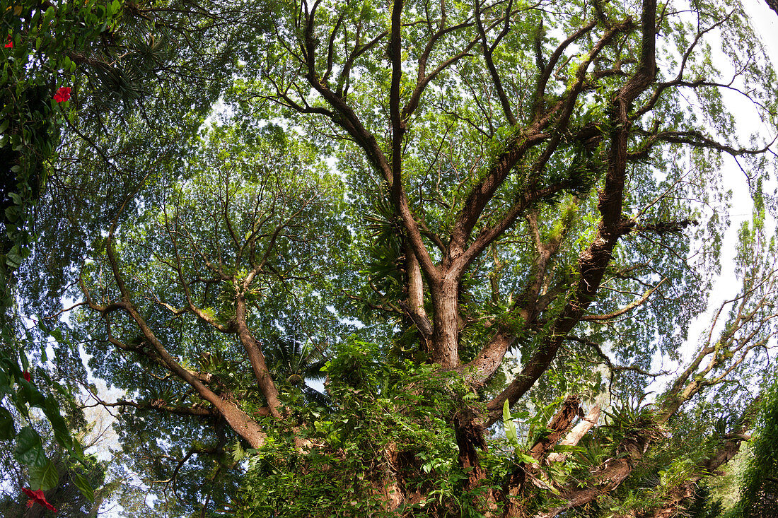 Vegetation in der Kimbe Bay, New Britain, Papua Neuguinea