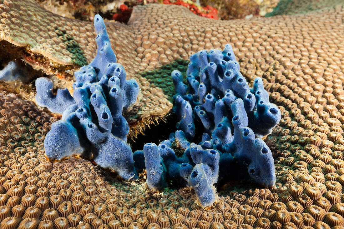 Blauer Meeres-Schwamm im Riff, Porifera, Kimbe Bay, New Britain, Papua Neuguinea