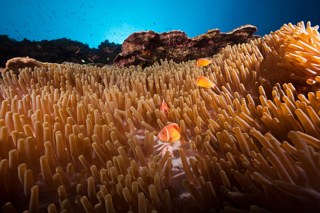 Halsband-Anemonenfische in Seeanemone, Amphiprion perideraion, Kimbe Bay, New Britain, Papua Neuguinea