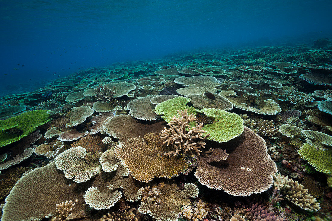 Gesundes Hartkorallen Riff, Acropora, Kimbe Bay, New Britain, Papua Neuguinea