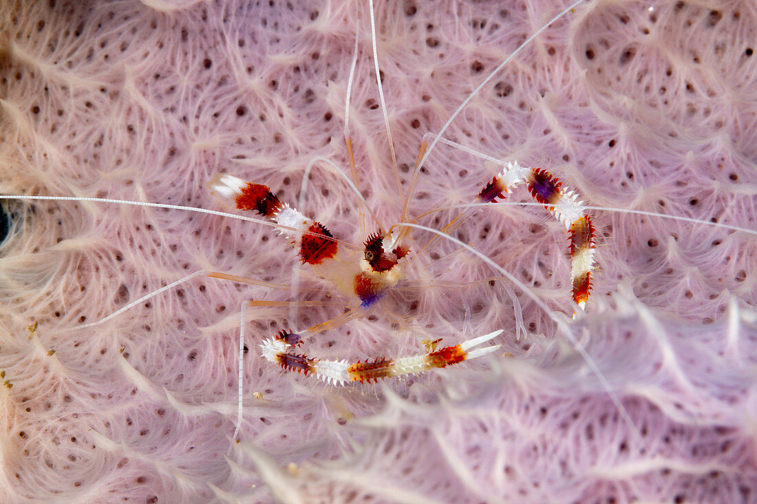 Gebänderte Scherengarnele, Stenopus hispidus, Kimbe Bay, New Britain, Papua Neuguinea