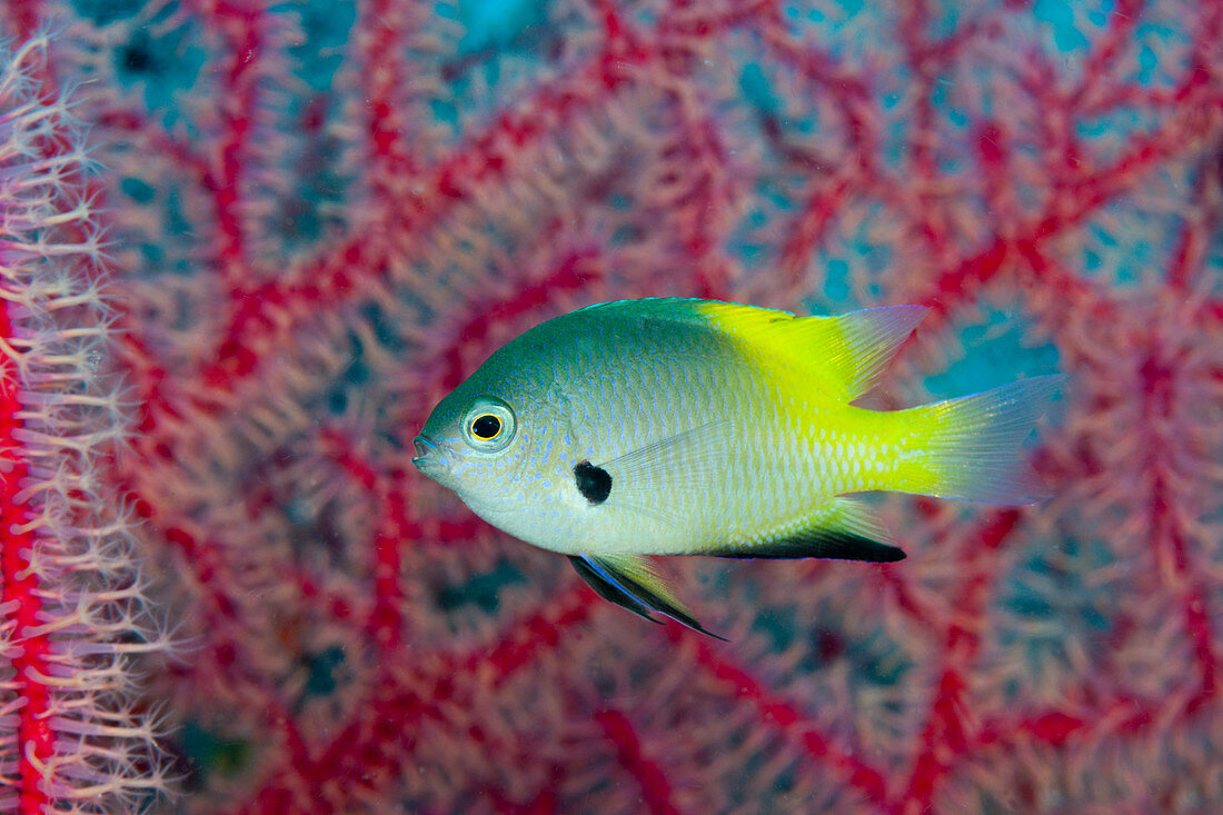 Black ax demoiselle, Pomacentrus nigromanus, Kimbe Bay, New Britain, Papua New Guinea