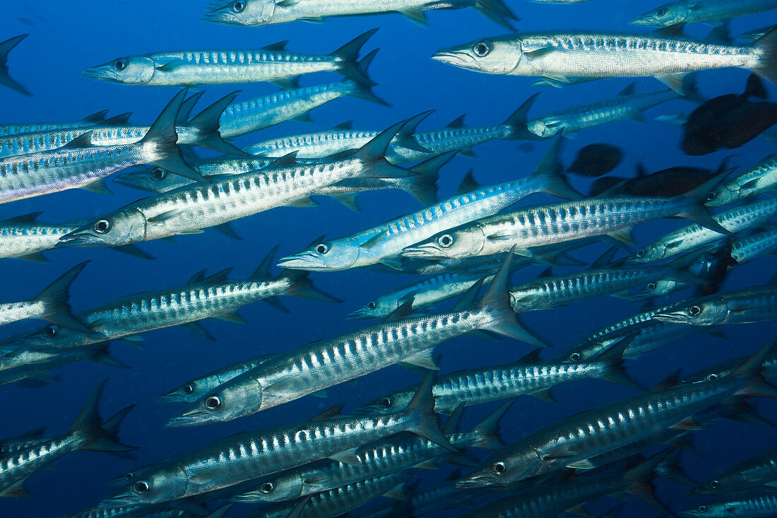 Shoal of darkfin barracudas, Sphyraena qenie, Kimbe Bay, New Britain, Papua New Guinea