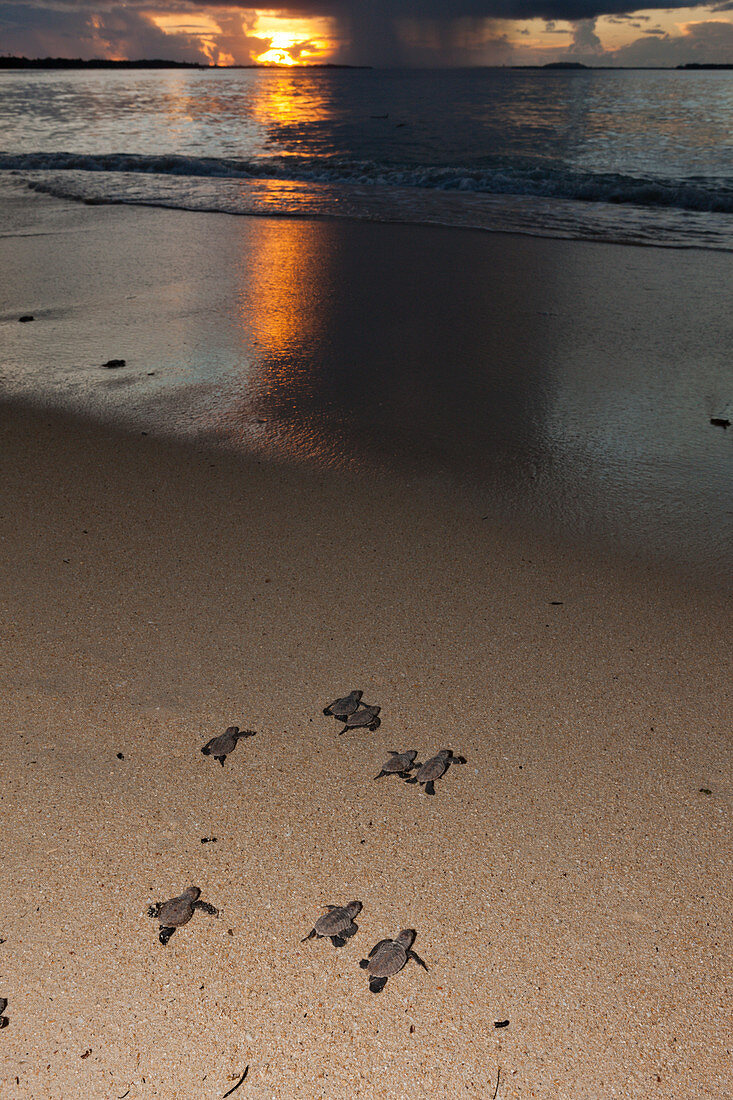 Hawksbill turtle hatchlings are released into the sea, Eretmochelys imbricata, New Ireland, Papua New Guinea