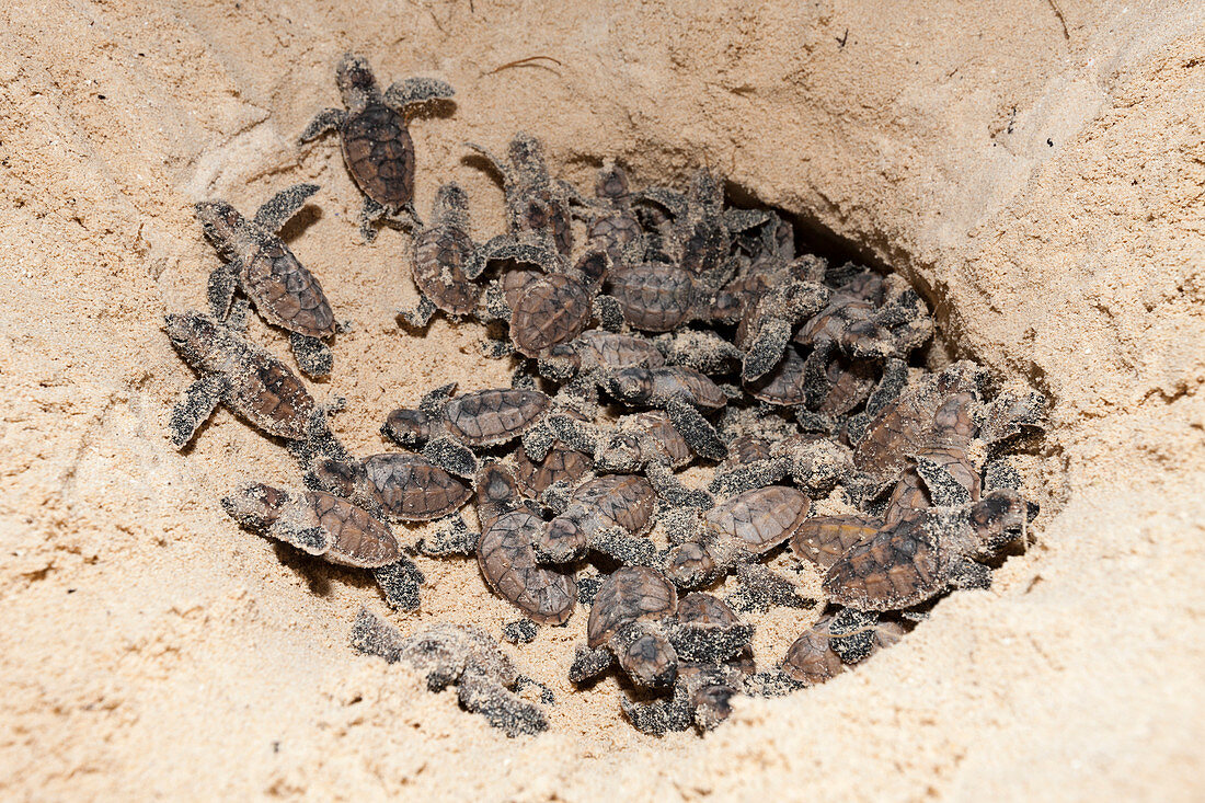 Echte Karettschildkröten schlüpfen, Eretmochelys imbricata, New Ireland, Papua Neuguinea
