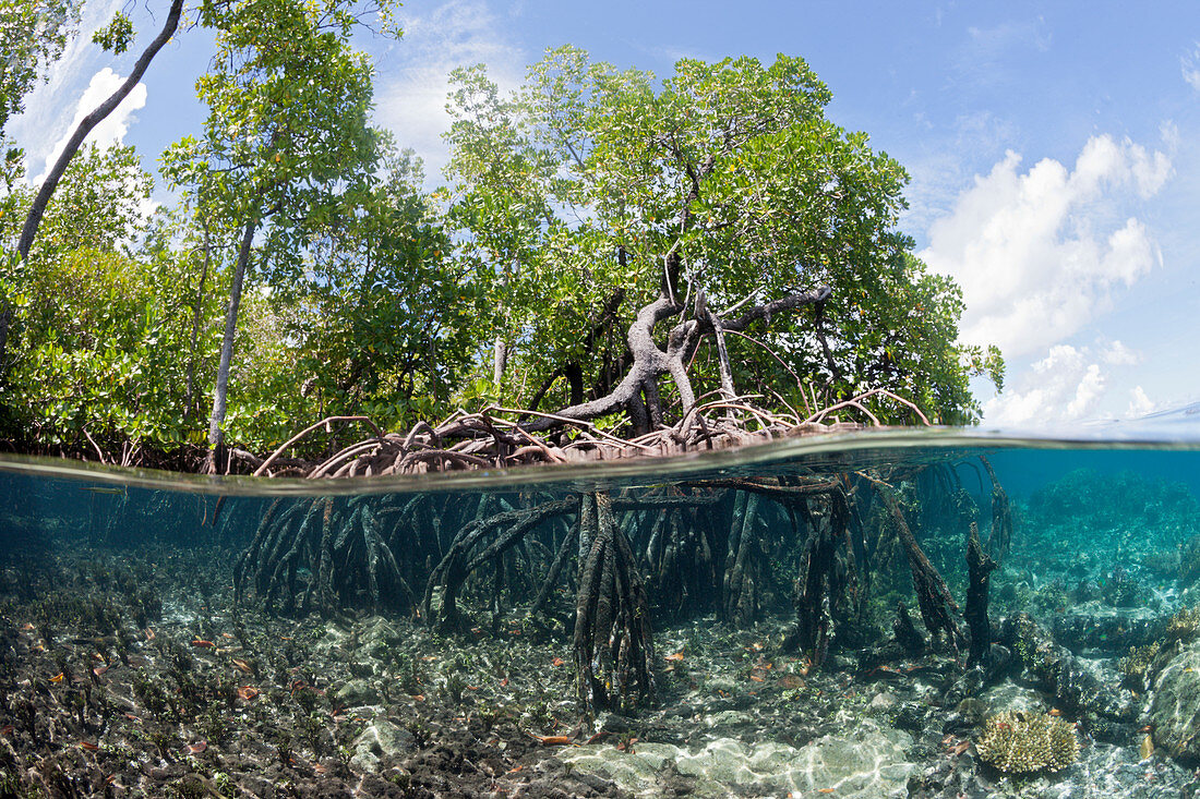 Aerial roots of mangroves, New Ireland, Papua New Guinea