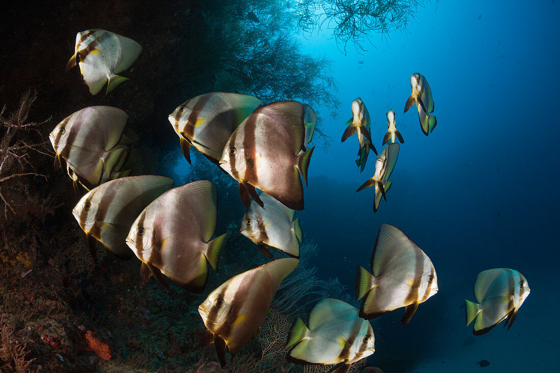 Schwarm Langflossen-Fledermausfische, Platax teira, New Ireland, Papua Neuguinea