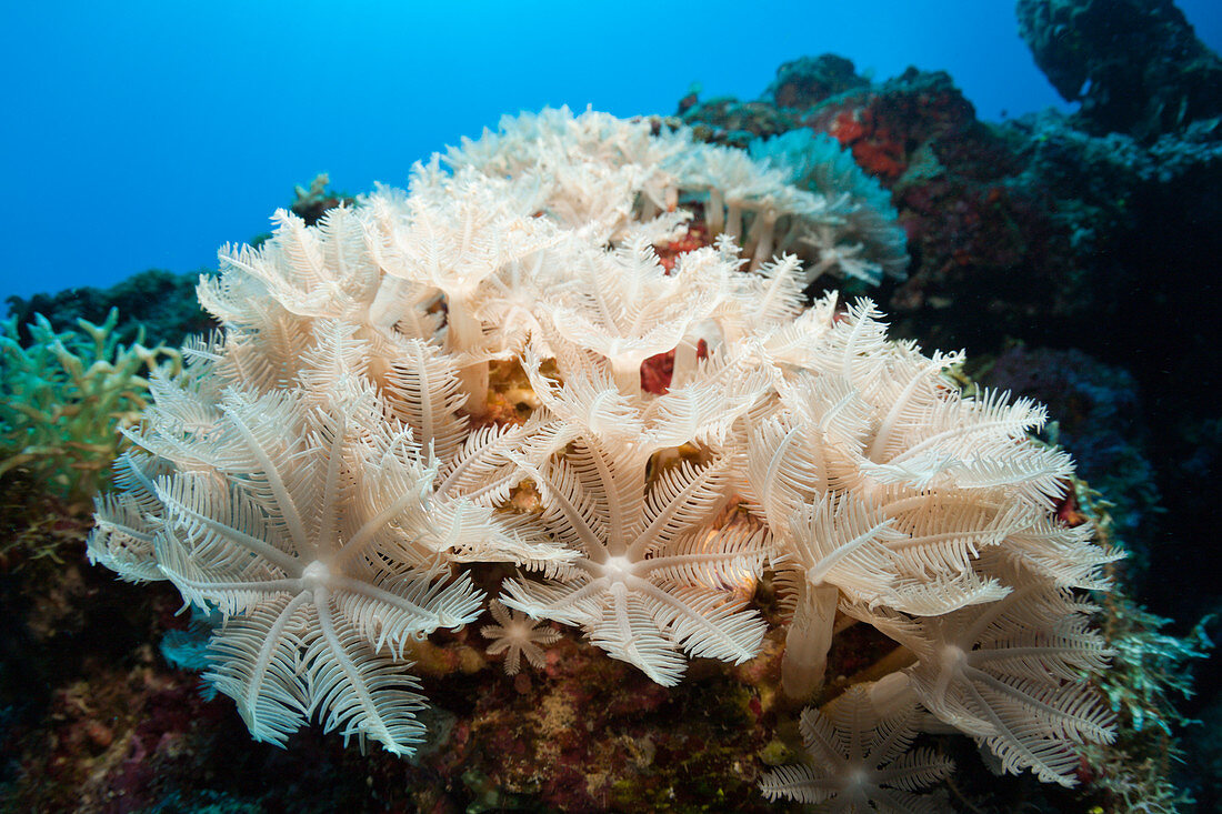 Feather soft coral, Anthelia sp., New Ireland, Papua New Guinea