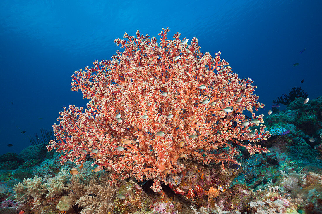 Godeffroys Weichkoralle, Siphonogorgia godeffroy, New Ireland, Papua Neuguinea