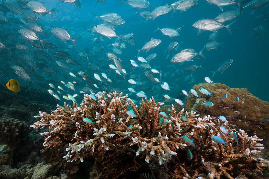 Teal Chromis over coral reef, Chromis viridis, New Ireland, Papua New Guinea