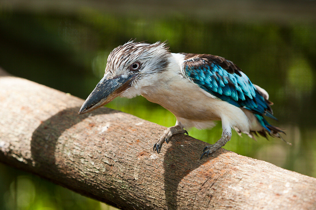 Blue-winged Kookaburra, Dacelo leachii, Papua New Guinea