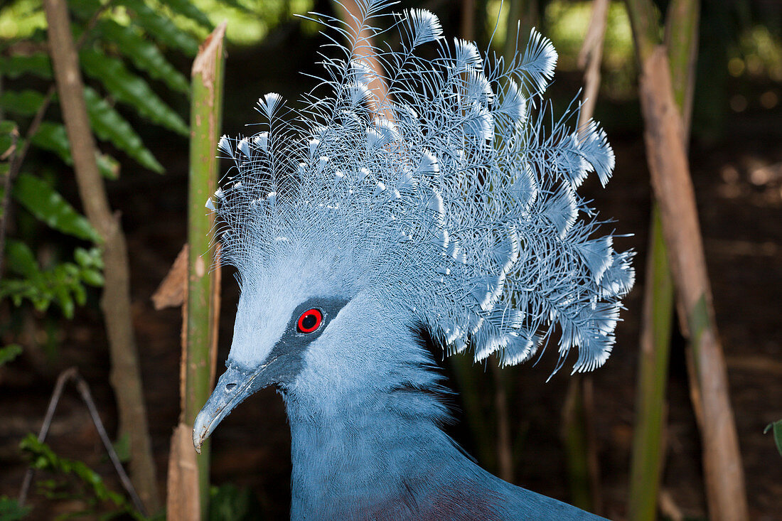 Victoria crowned pigeon, Goura victoria, Papua New Guinea