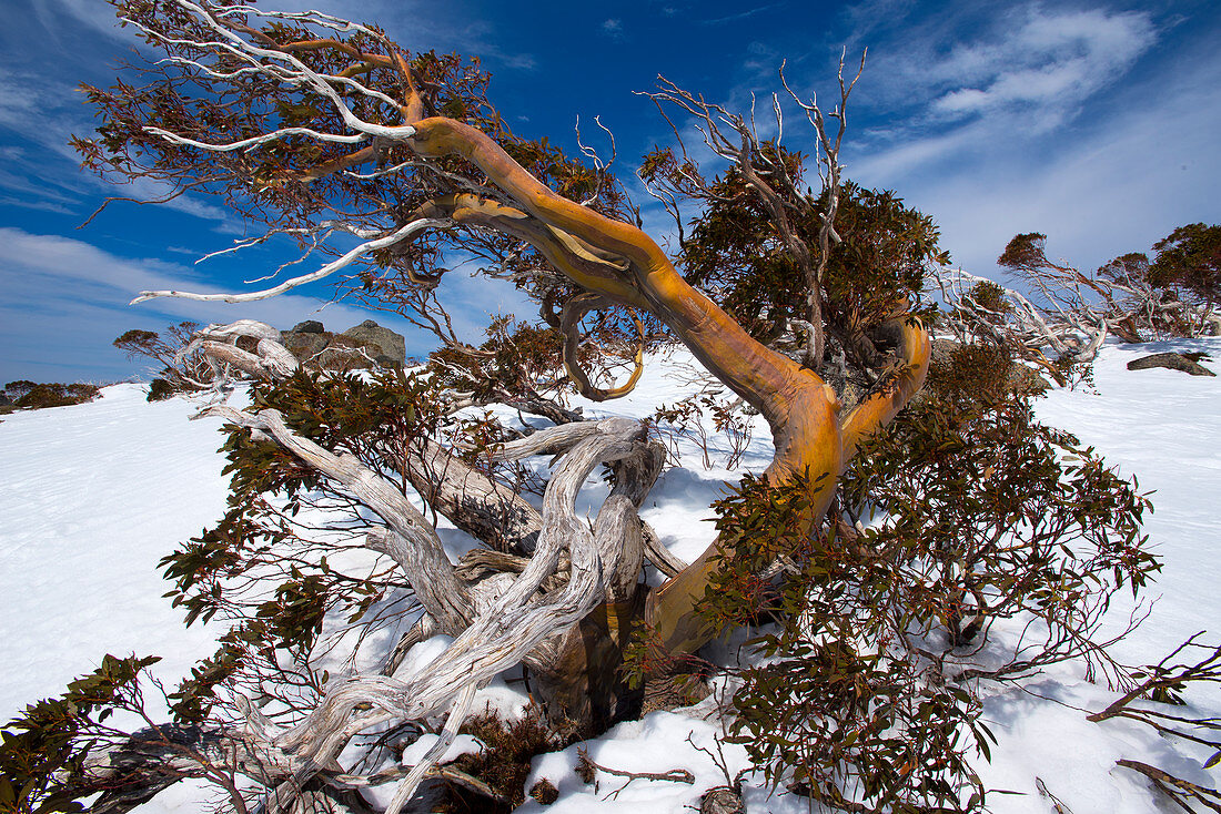 Knorriger Schnee-Eukalyptus im Skigebiet Perisher, NSW, Australien