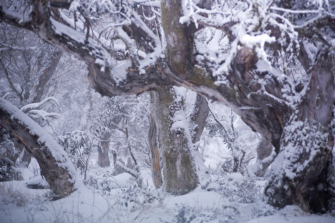 Tief verschneiter Schnee-Eukalyptuswald nahe Dinner Plain im Alpine National Park, Victoria, Australien