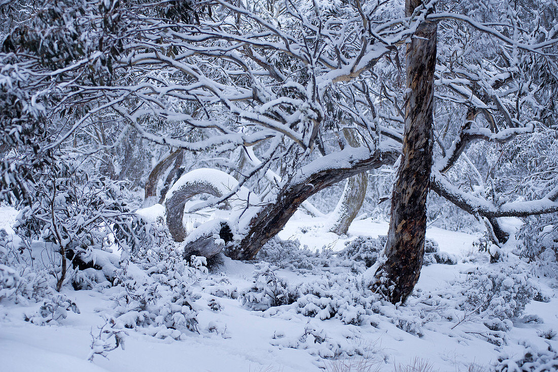 Tief verschneiter Schnee-Eukalyptuswald nahe Dinner Plain im Alpine National Park, Victoria, Australien