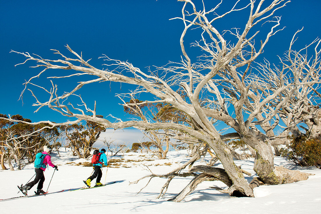 Ski tour to Spargo's Hut in the Alpine National Park, Victoria, Australia