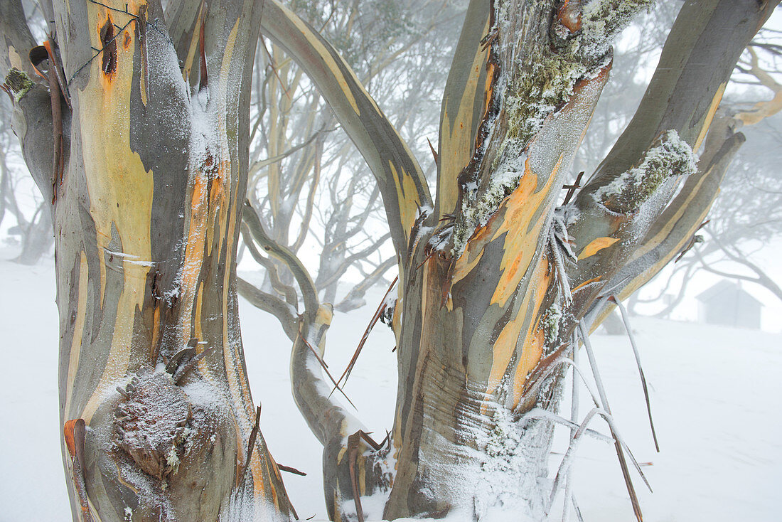 Schnee-Eukalypten im Mount Hotham Skigebiet, Victoria, Australien