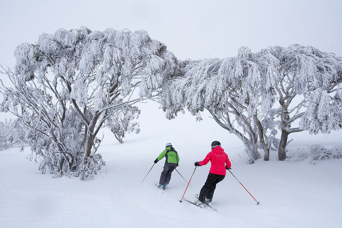 Skifahren durch Schnee-Eukalypten abseits der Piste im Mount Hotham Skigebiet, Victoria, Australien