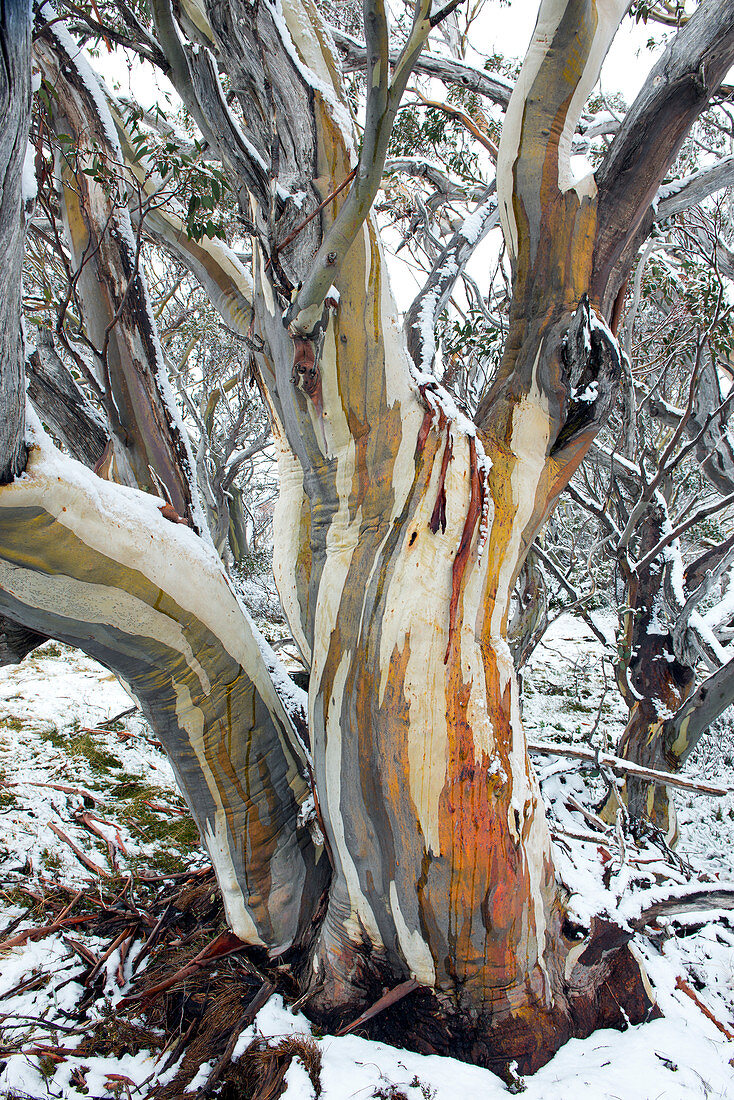 Schnee-Eukalyptus im Alpine National Park, Victoria, Australien